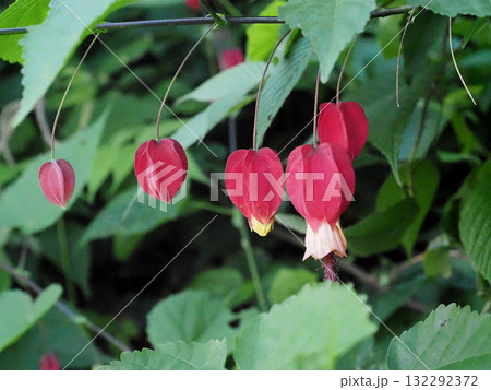 整列した四輪のウキツリボク(枝についたチロリアンランプの花) 整列した四輪のウキツリボク(枝についたチロリアンランプの花) 132292372