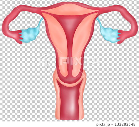 Normal Female Reproductive System Anatomy, Hand-drawn Watercolor Illustration 132292549