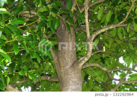 郵便局の木「タラヨウ」 郵便局の木「タラヨウ」 132292964