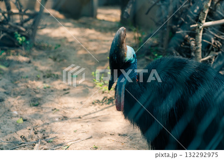 Close-up of a cassowary bird with a deep blue neck in the cage 132292975