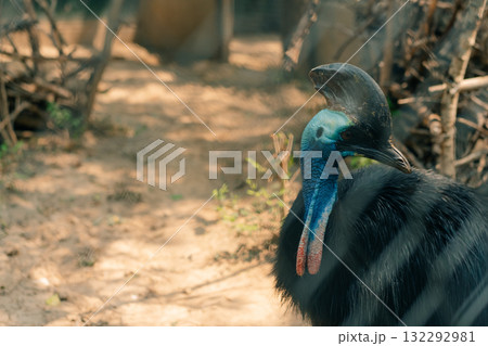 Close-up of a cassowary bird with a deep blue neck in the cage Close-up of a cassowary bird with a deep blue neck in the cage 132292981