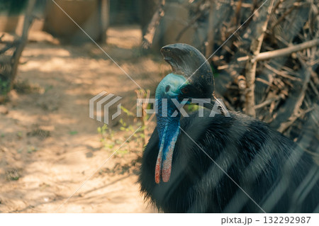 Close-up of a cassowary bird with a deep blue neck in the cage Close-up of a cassowary bird with a deep blue neck in the cage 132292987