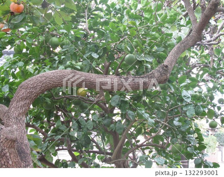 柿の枝とカボス 132293001