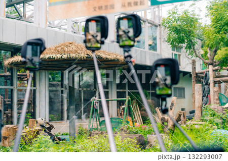 Beijing, China - 2 june 2025 Tourists Shooting Panda On Phones In Zoo Beijing, China - 2 june 2025 Tourists Shooting Panda On Phones In Zoo 132293007