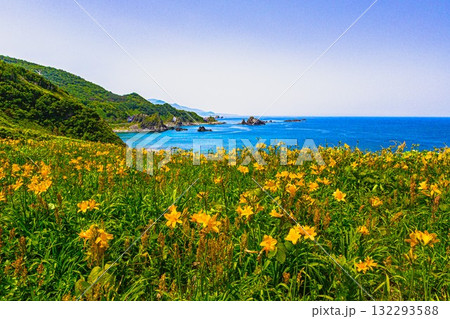 【新潟県_佐渡_大野亀】花の島 大野亀のトビシマカンゾウ  5月 ～6月 132293588