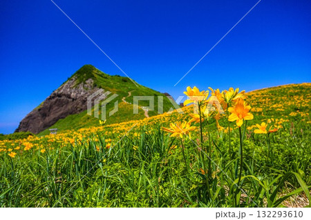 【新潟県_佐渡_大野亀】花の島 大野亀のトビシマカンゾウ  5月 ～6月 132293610
