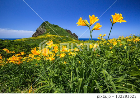【新潟県_佐渡_大野亀】花の島 大野亀のトビシマカンゾウ  5月 ～6月 132293625