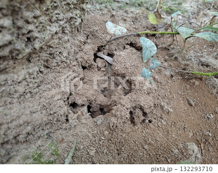 Close up of an Ant Colony Entrance in a Natural Environment 132293710