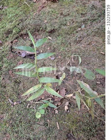 Green grass and moss on earth surface in natural environment 132293759