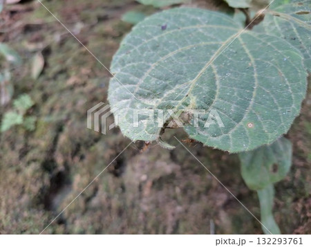 Green leaf and rough textured ground in outdoor natural environment Green leaf and rough textured ground in outdoor natural environment 132293761