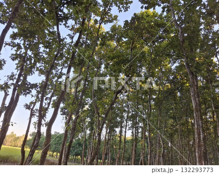 Looking up through the trees in a beautiful green forest 132293773