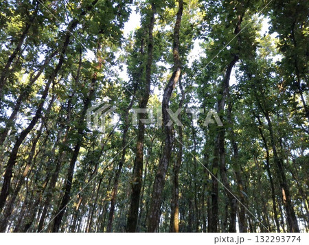 Lush Forest Canopy Looking Up Through Tree Trunks and Green Leaves Lush Forest Canopy Looking Up Through Tree Trunks and Green Leaves 132293774
