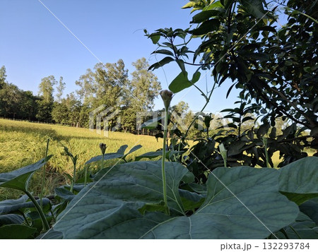 Lush green landscape with rice field and trees under blue sky 132293784