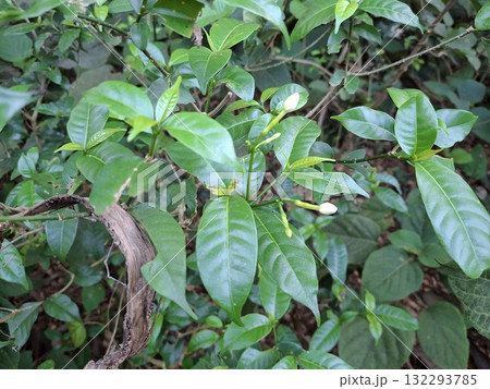 Lush green leaves and delicate white buds in tropical forest 132293785