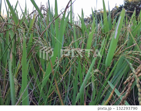 Lush green rice paddy field agriculture farm landscape background Lush green rice paddy field agriculture farm landscape background 132293790