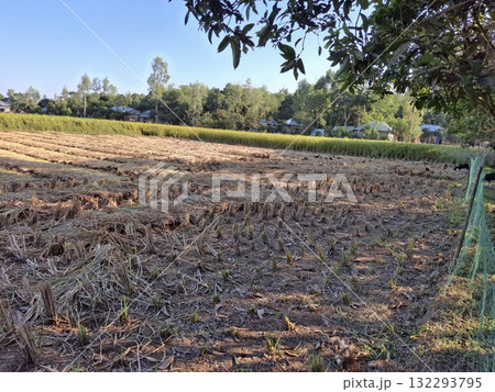 Rural landscape with harvested rice field and village houses in background 132293795