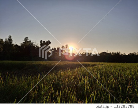 Sunset over a rice field with vibrant green grass and trees 132293799