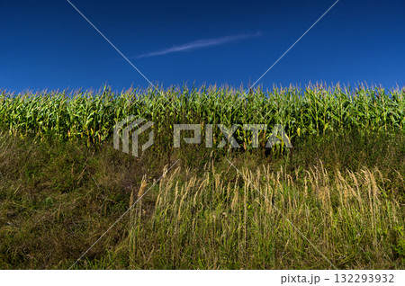 A plant called corn. The grains of this plant are mainly used in the food industry. It is also used in the form of silage as animal feed. 132293932