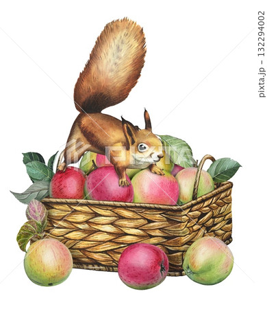 Hand drawn basket of ripe apples, squirrel. Watercolor illustration of the harvest. 132294002
