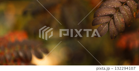 Autumn leaf cluster with raindrops and spacious blurred copy area 132294107