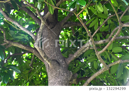 郵便局の木「タラヨウ」 郵便局の木「タラヨウ」 132294299