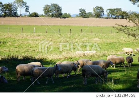のどかに草を食む羊 132294359