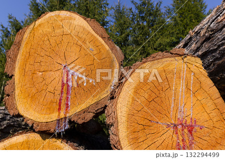 Close-up view of tree trunks. Warehouse of material ready for further processing. Abstract background for various uses. Close-up view of tree trunks. Warehouse of material ready for further processing. Abstract background for various uses. 132294499