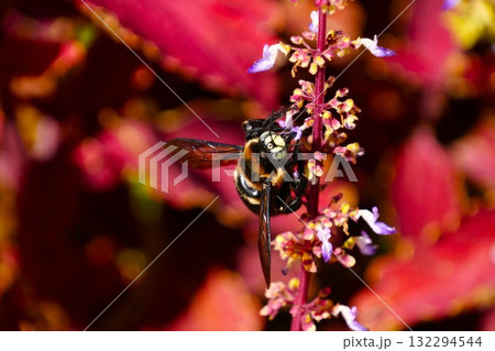 花の蜜を吸うハチ 花の蜜を吸うハチ 132294544