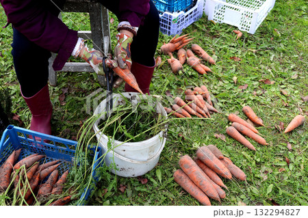 A woman's gloved hands hold and clean carrots from soil over a bucket of tops 132294827