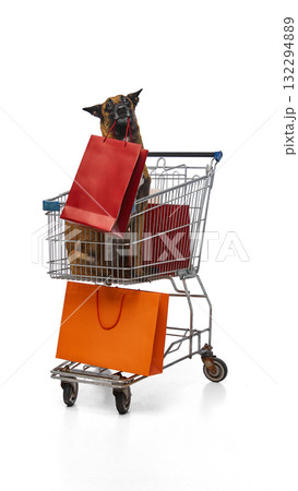 Dog sitting in shopping cart holding red bag showing curiosity and humor 132294889