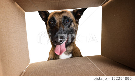 Belgian Malinois looking into cardboard box with curiosity and excitement 132294890