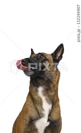 Belgian Malinois licking nose isolated on white background Belgian Malinois licking nose isolated on white background 132294907