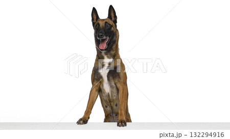 Belgian Shepherd standing behind table with open mouth expressing excitement 132294916