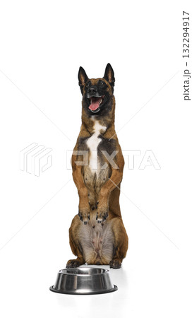 Belgian Shepherd sitting upright with bowl showing excitement and joy 132294917