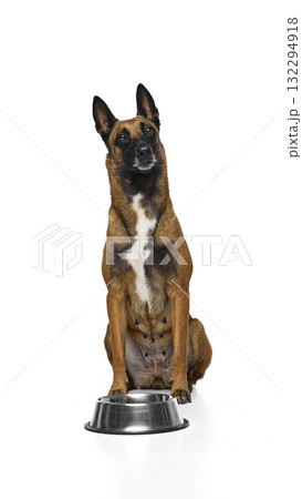 Shepherd dog sitting with metal bowl showing patience and expectation 132294918