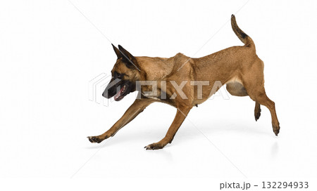 Belgian Malinois running forward with concentration on white background 132294933