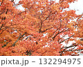 秋の空を背景にした紅葉 132294975