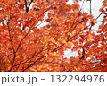 真っ赤な紅葉 132294976