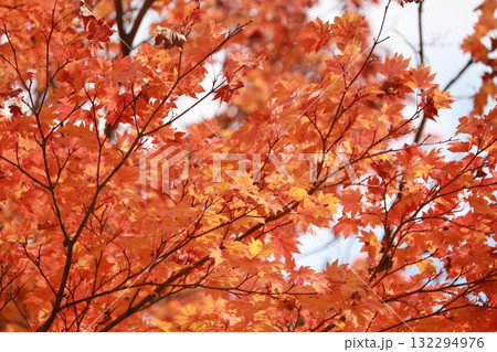 真っ赤な紅葉 132294976