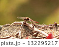 木に止まる赤とんぼ 132295217