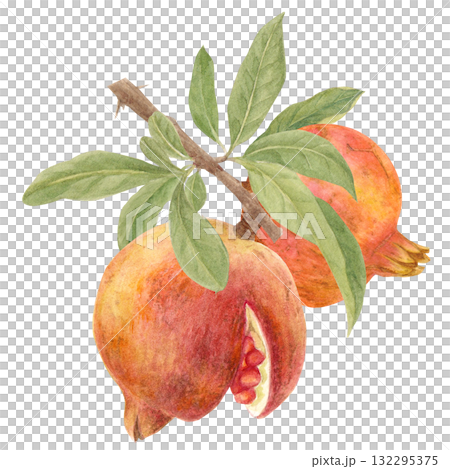 Illustration of pomegranate drawn in watercolor Illustration of pomegranate drawn in watercolor 132295375