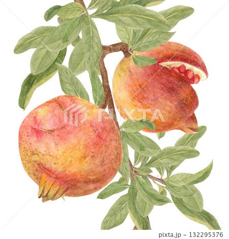 水彩で描いたザクロのイラスト 132295376