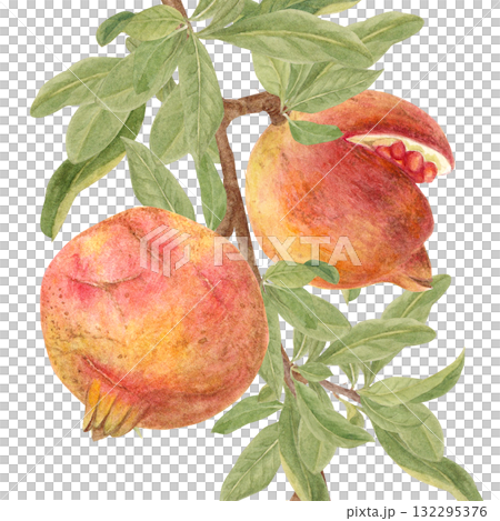 水彩で描いたザクロのイラスト 132295376