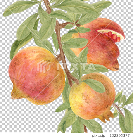 帶有樹枝的石榴水彩插圖 帶有樹枝的石榴水彩插圖 132295377