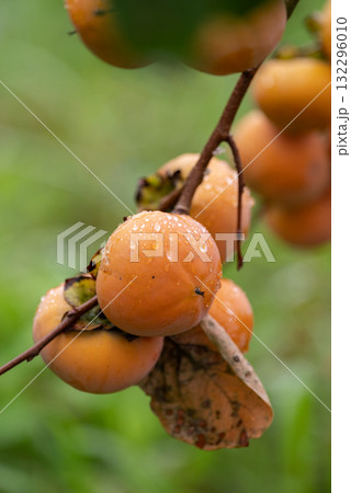 美味しく実った柿の実 132296010