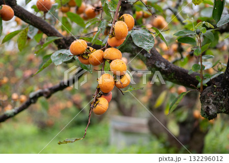美味しく実った柿の実 美味しく実った柿の実 132296012