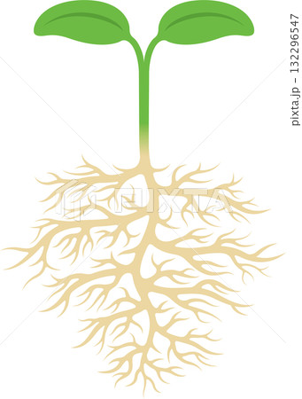 芽生えた植物の双葉と地中に張った根 132296547