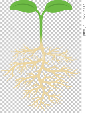 Two leaves of a sprouting plant and roots underground 132296547