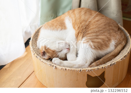 眠る猫　茶トラ白 132296552