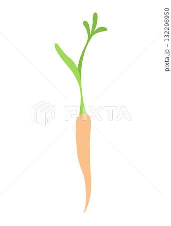 Carrot life cycle element. Carrot with leaves on top and orange root. Fresh cartoon, young carrot. Healthy vegetable food. Vector illustration on white isolated background 132296950
